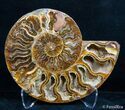 Inch Split Ammonite Pair #2628-4